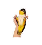 Parrot (o^^o)（個別スタンプ：4）