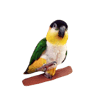 Parrot (o^^o)（個別スタンプ：5）