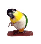 Parrot (o^^o)（個別スタンプ：6）