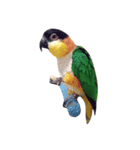 Parrot (o^^o)（個別スタンプ：7）