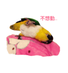 Parrot (o^^o)（個別スタンプ：8）