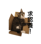 I am egg cat（個別スタンプ：1）