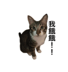I am egg cat（個別スタンプ：2）