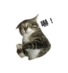 I am egg cat（個別スタンプ：3）