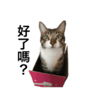 I am egg cat（個別スタンプ：4）
