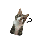 I am egg cat（個別スタンプ：5）