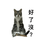 I am egg cat（個別スタンプ：6）