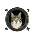 I am egg cat（個別スタンプ：7）