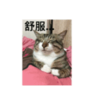 I am egg cat（個別スタンプ：8）