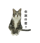 I am egg cat（個別スタンプ：9）