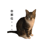 I am egg cat（個別スタンプ：11）