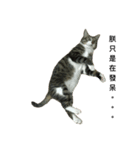 I am egg cat（個別スタンプ：12）