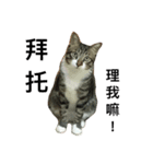 I am egg cat（個別スタンプ：14）