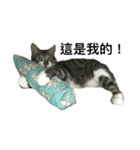 I am egg cat（個別スタンプ：16）