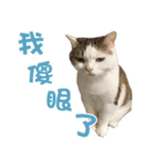 Mi Mi cat part2（個別スタンプ：11）