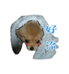 puppy talking to u（個別スタンプ：15）