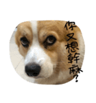 Corgi Pi＆Bo（個別スタンプ：1）