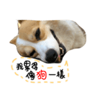 Corgi Pi＆Bo（個別スタンプ：2）