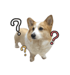 Corgi Pi＆Bo（個別スタンプ：3）