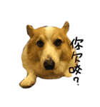 Corgi Pi＆Bo（個別スタンプ：4）