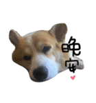 Corgi Pi＆Bo（個別スタンプ：5）