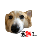 Corgi Pi＆Bo（個別スタンプ：6）