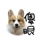 Corgi Pi＆Bo（個別スタンプ：7）