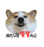 Corgi Pi＆Bo（個別スタンプ：8）