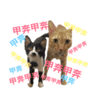 Murmur＆brothers（個別スタンプ：1）