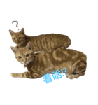Murmur＆brothers（個別スタンプ：15）