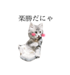 我が家の愛猫すたんぷ！（個別スタンプ：1）