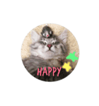 我が家の愛猫すたんぷ！（個別スタンプ：2）