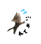 我が家の愛猫すたんぷ！（個別スタンプ：4）