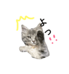我が家の愛猫すたんぷ！（個別スタンプ：5）