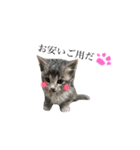 我が家の愛猫すたんぷ！（個別スタンプ：6）
