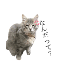 我が家の愛猫すたんぷ！（個別スタンプ：7）