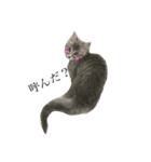 我が家の愛猫すたんぷ！（個別スタンプ：8）