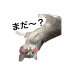 我が家の愛猫すたんぷ！（個別スタンプ：10）