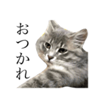 我が家の愛猫すたんぷ！（個別スタンプ：11）