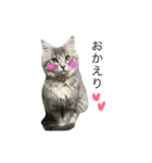 我が家の愛猫すたんぷ！（個別スタンプ：12）