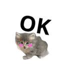 我が家の愛猫すたんぷ！（個別スタンプ：15）