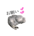 我が家の愛猫すたんぷ！（個別スタンプ：16）