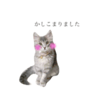 我が家の愛猫すたんぷ！（個別スタンプ：18）