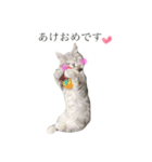 我が家の愛猫すたんぷ！（個別スタンプ：19）