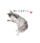 我が家の愛猫すたんぷ！（個別スタンプ：21）