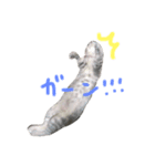 我が家の愛猫すたんぷ！（個別スタンプ：23）