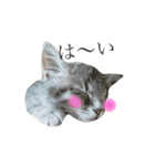 我が家の愛猫すたんぷ！（個別スタンプ：24）