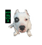 Mr. Thanom Bully（個別スタンプ：8）