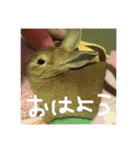 実写版★うさぎのみるこ（個別スタンプ：1）