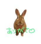 実写版★うさぎのみるこ（個別スタンプ：7）